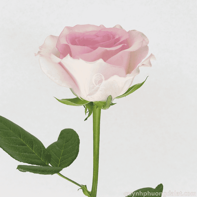 Flower Image
