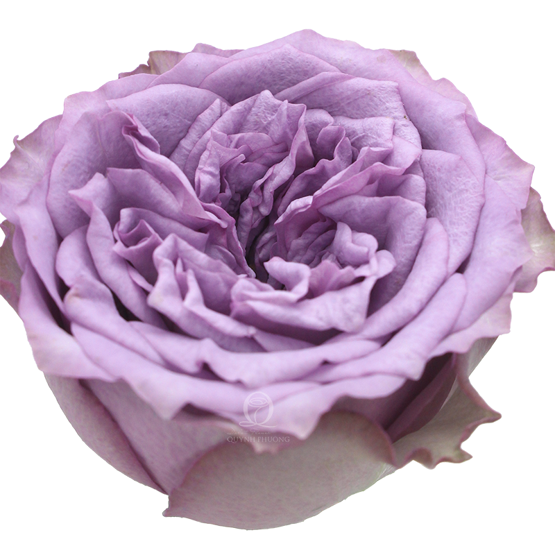 Flower Image