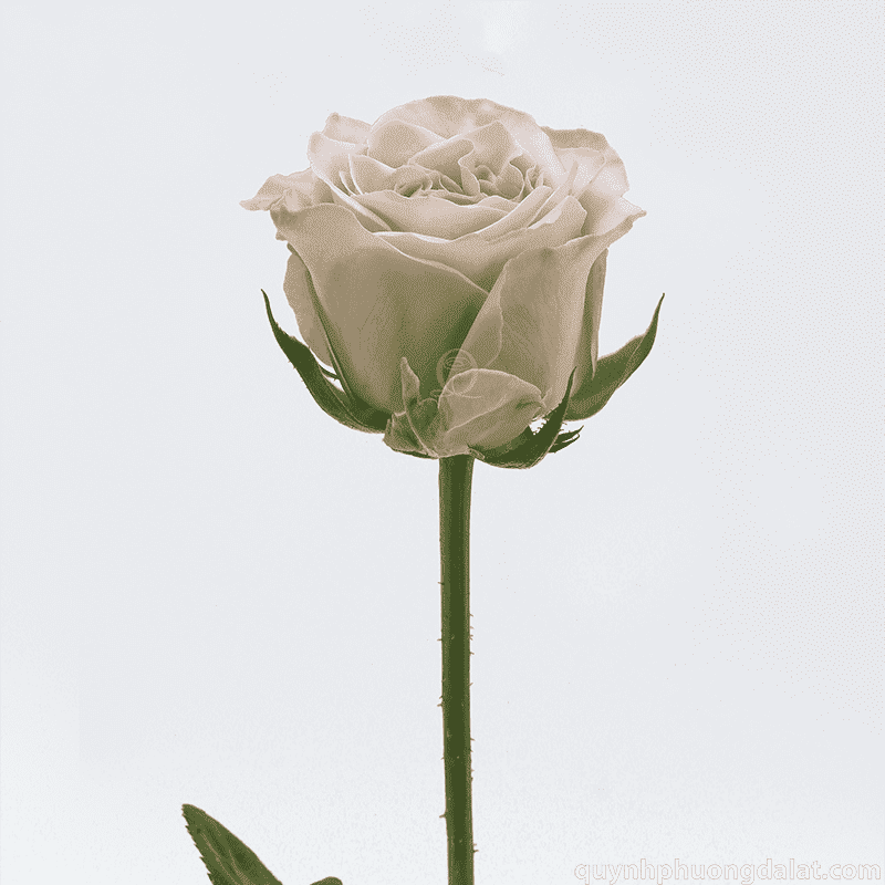 Flower Image