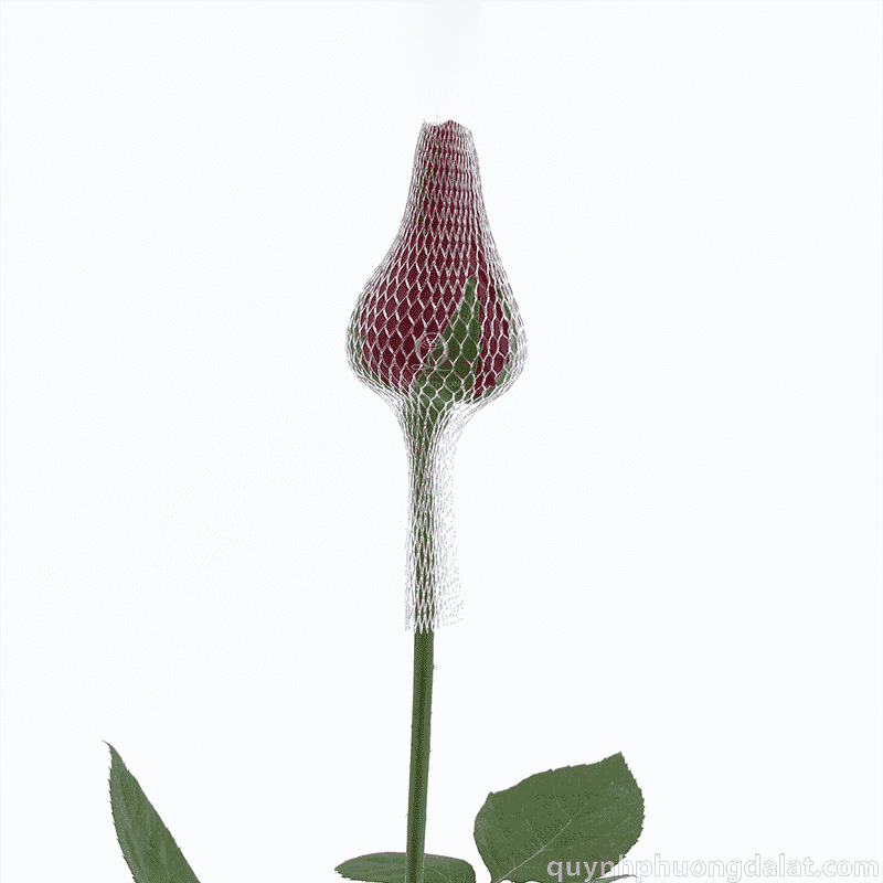 Flower Image