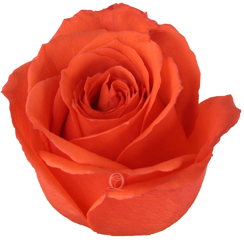 Flower Image