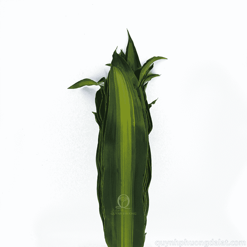 Flower Image