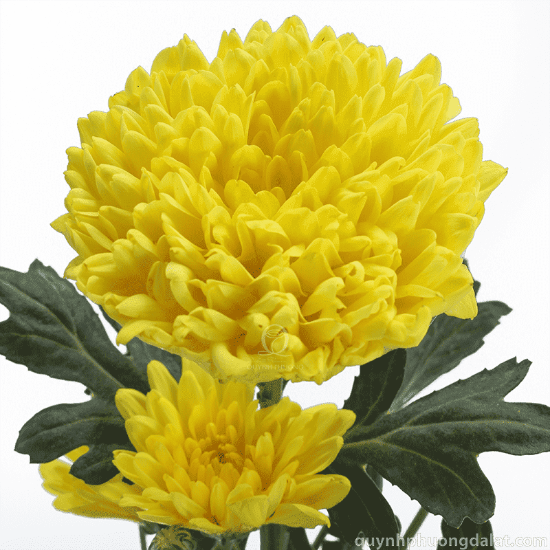 Flower Image