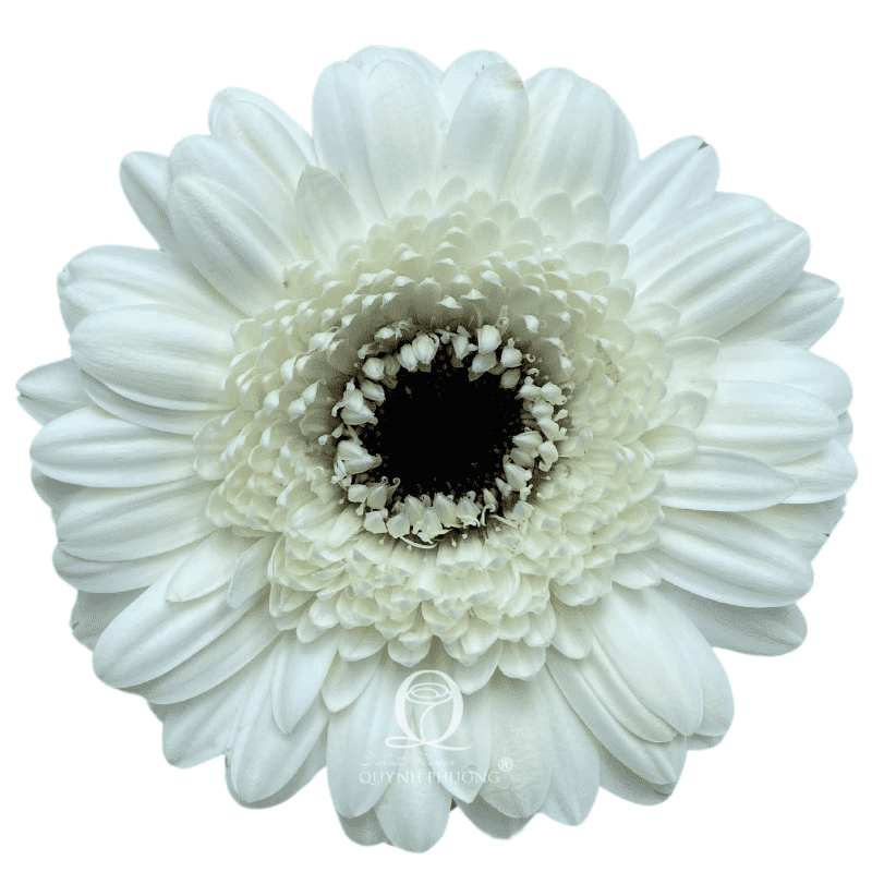 Flower Image