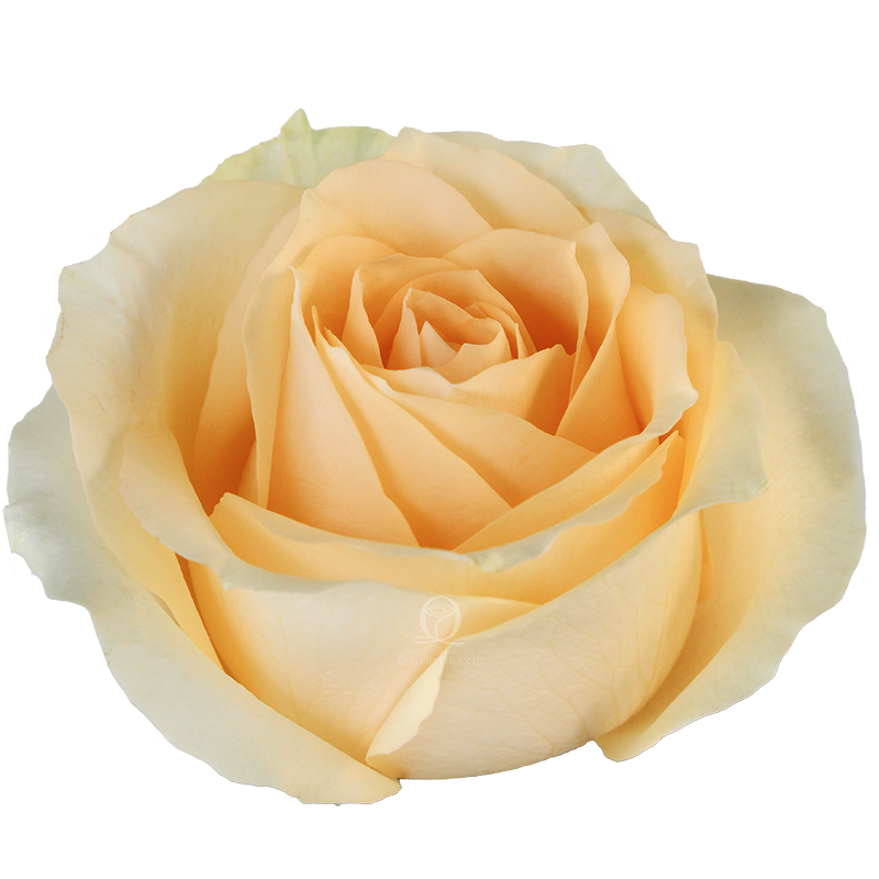 Flower Image