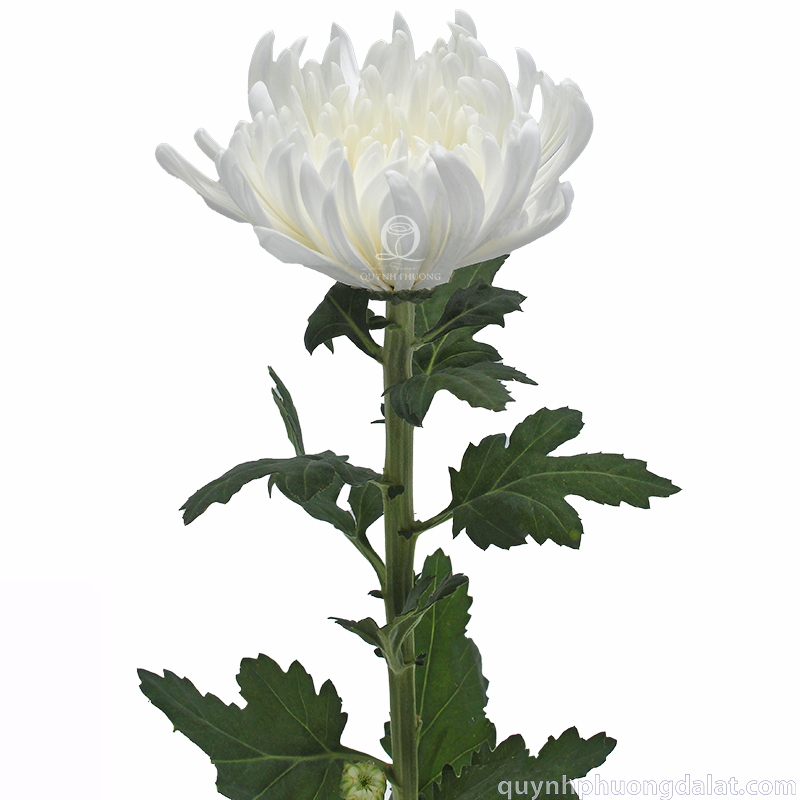 Flower Image