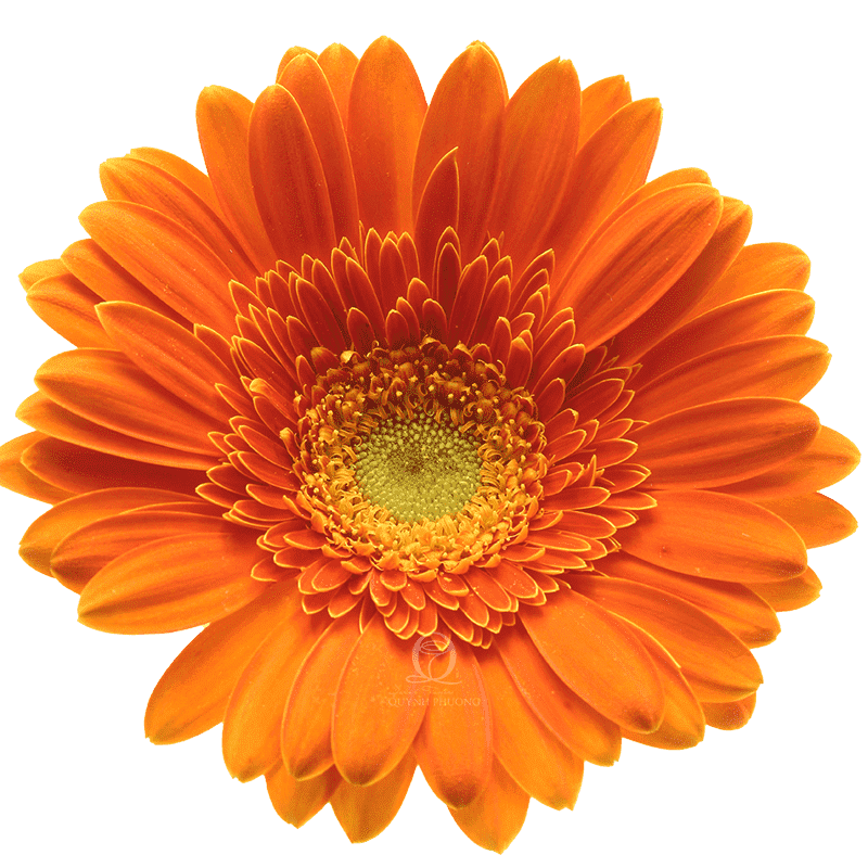 Flower Image
