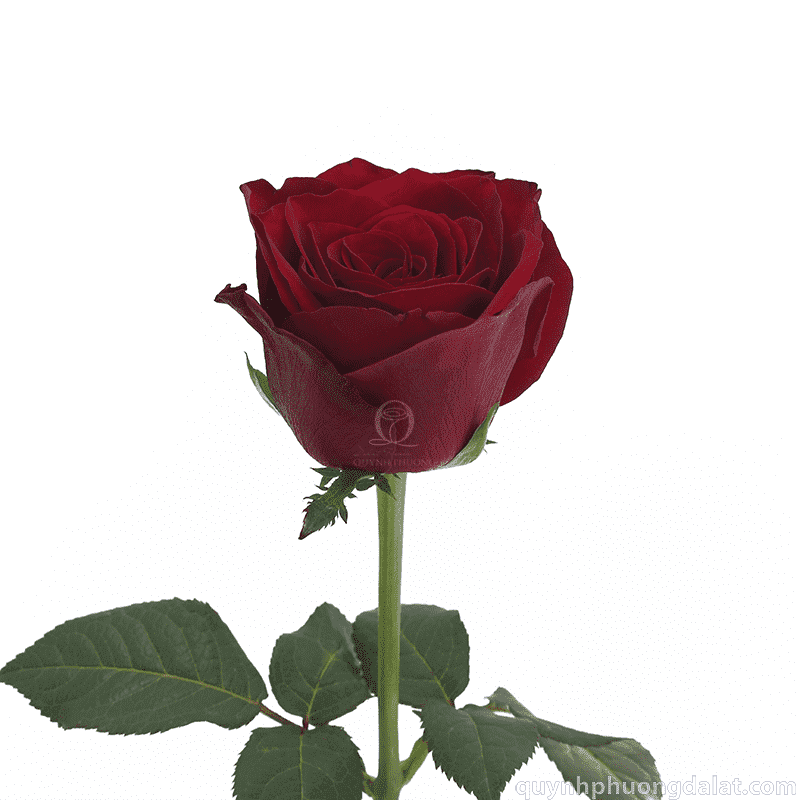 Flower Image