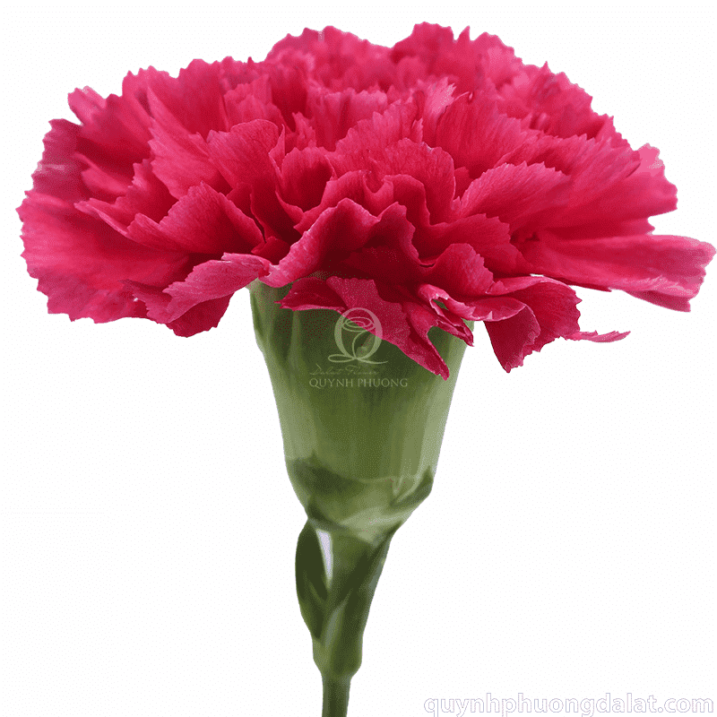 Flower Image