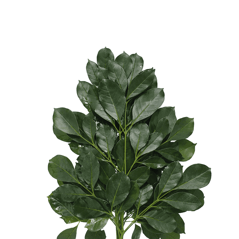 Flower Image
