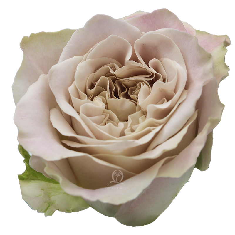 Flower Image