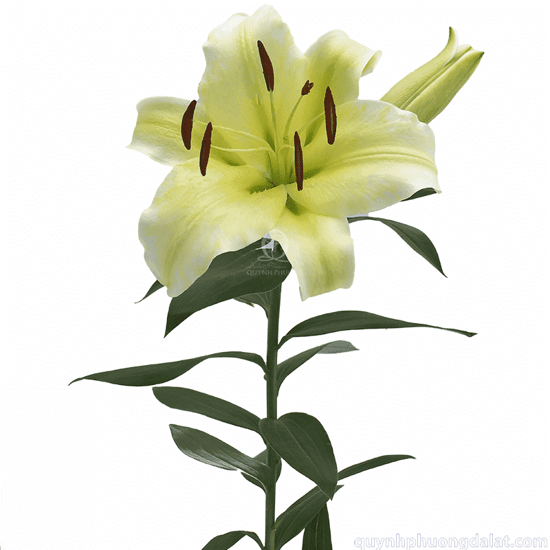 Flower Image