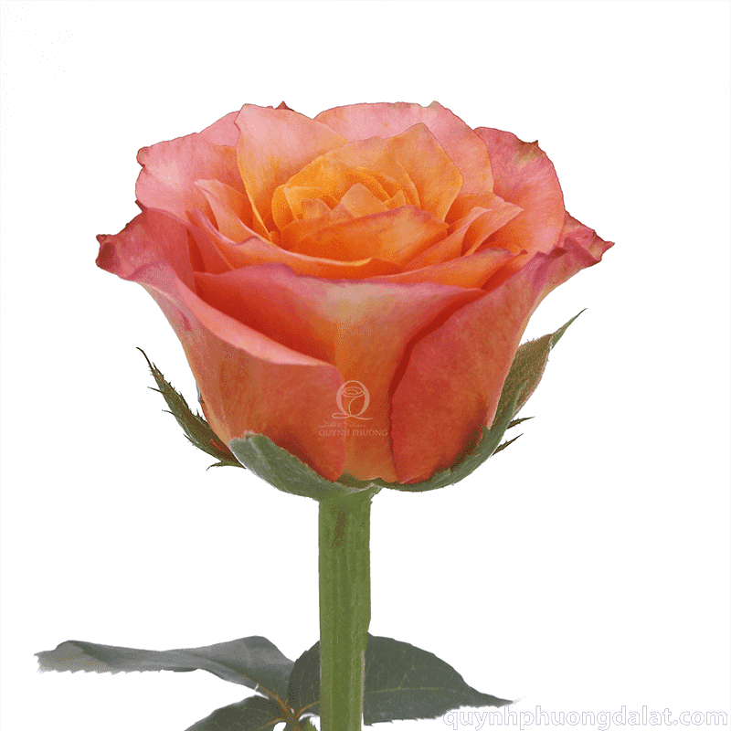 Flower Image