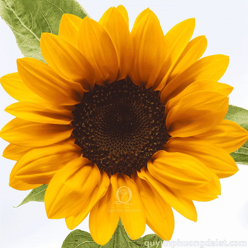 Flower Image