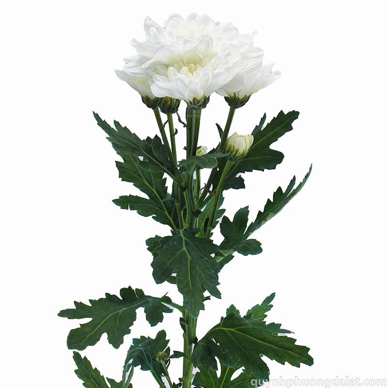 Flower Image