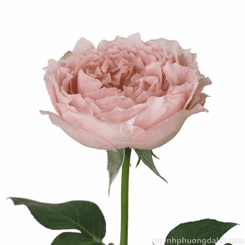Flower Image
