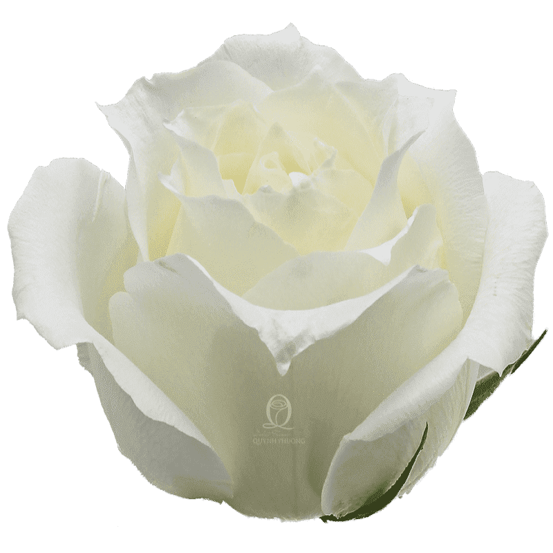 Flower Image