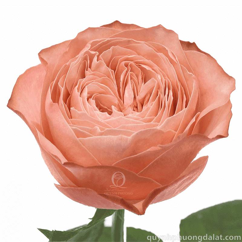 Flower Image