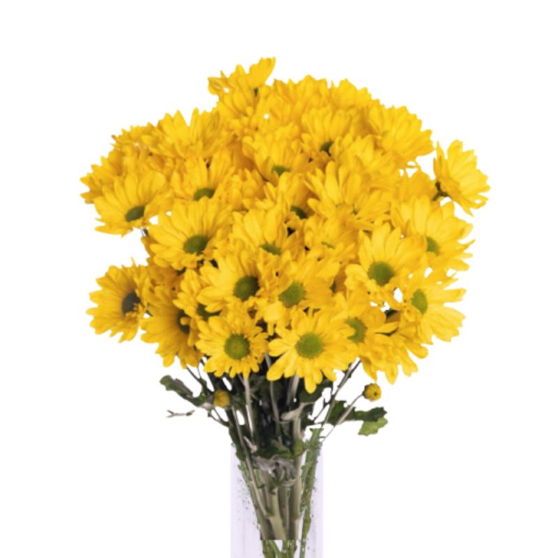 Flower Image