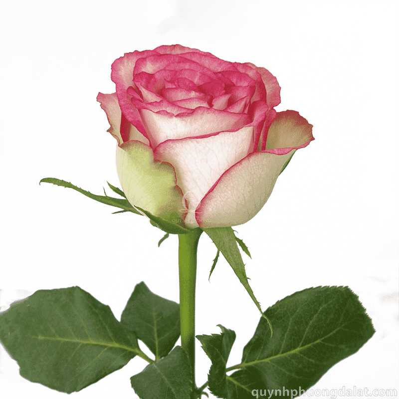 Flower Image