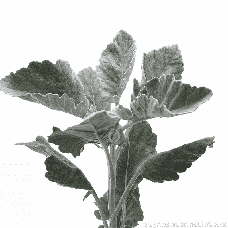 Flower Image