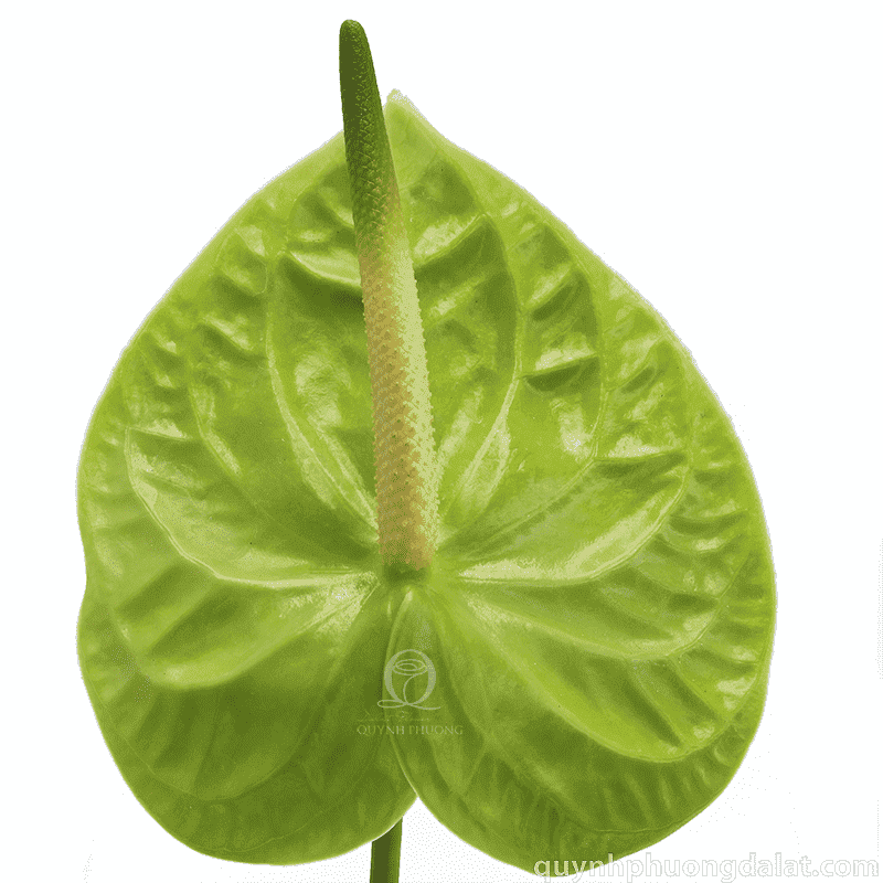 Flower Image