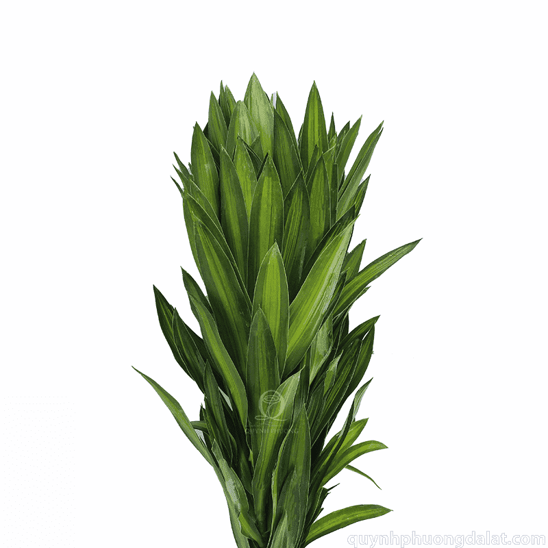 Flower Image