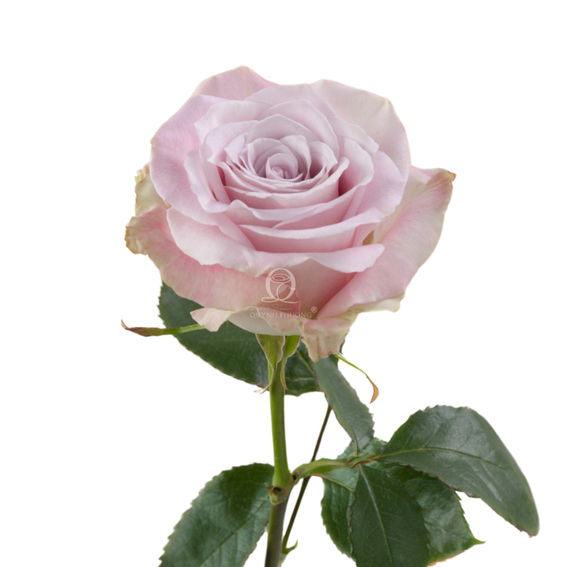 Flower Image