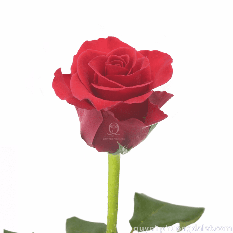 Flower Image