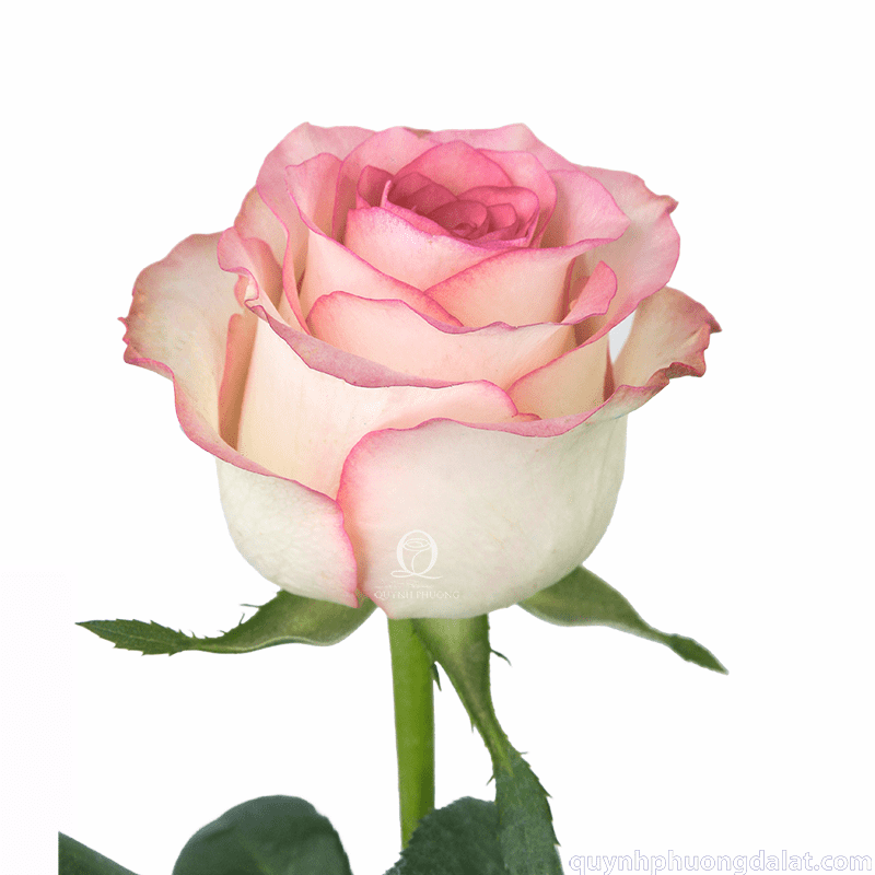 Flower Image