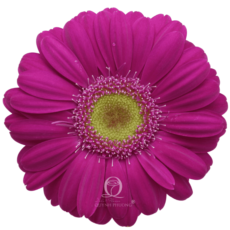 Flower Image