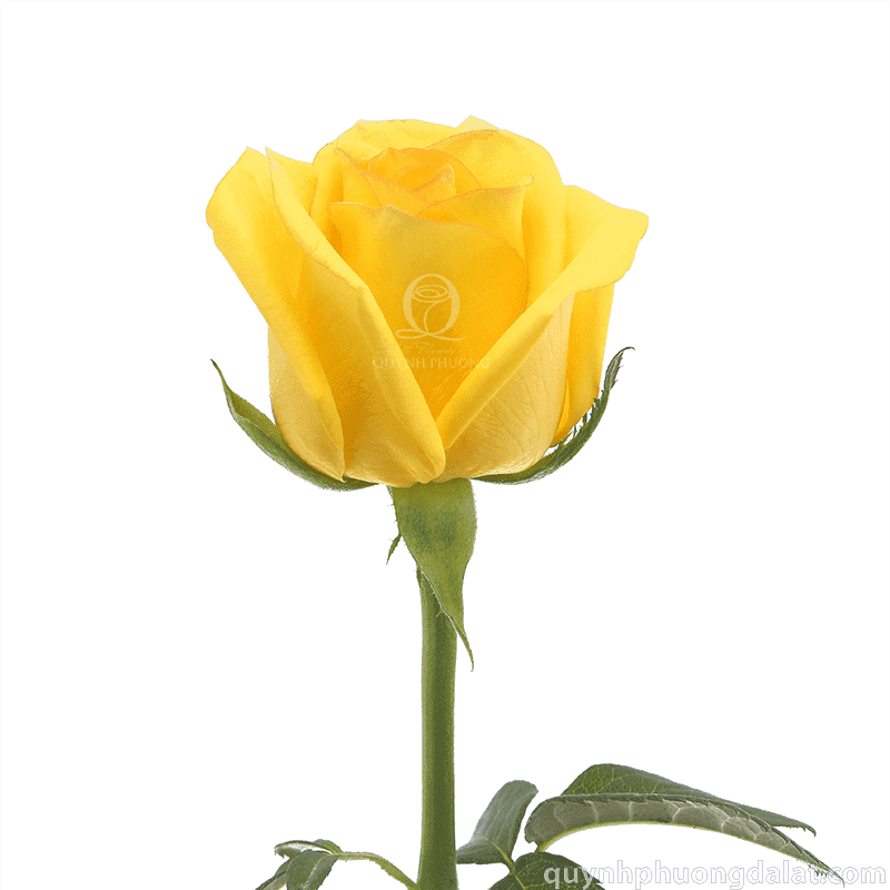 Flower Image