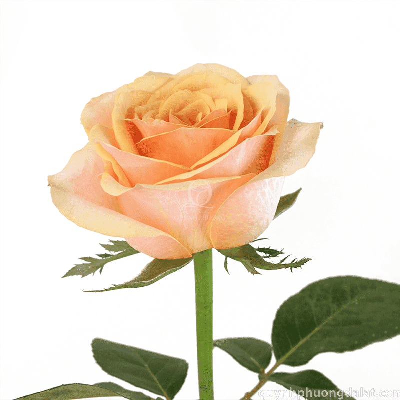 Flower Image