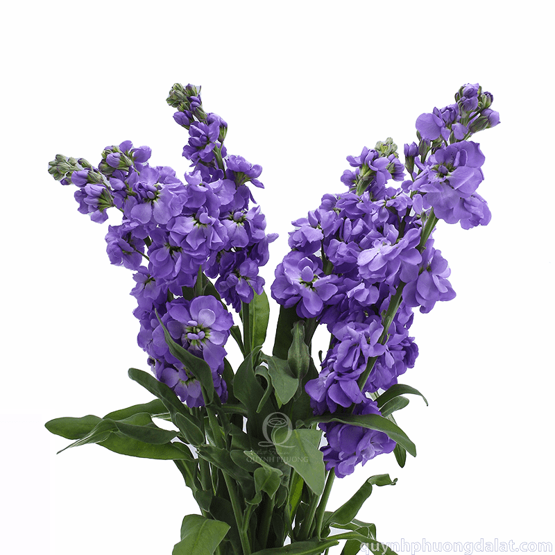 Flower Image