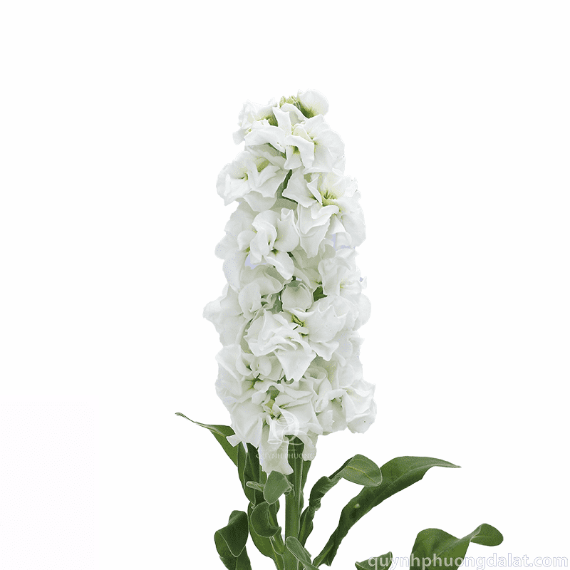 Flower Image