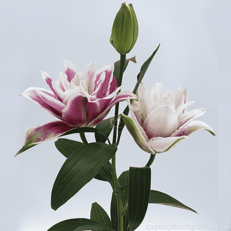 Flower Image