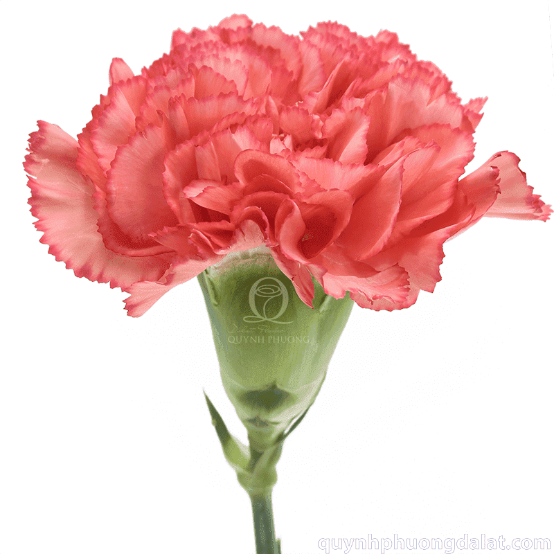 Flower Image