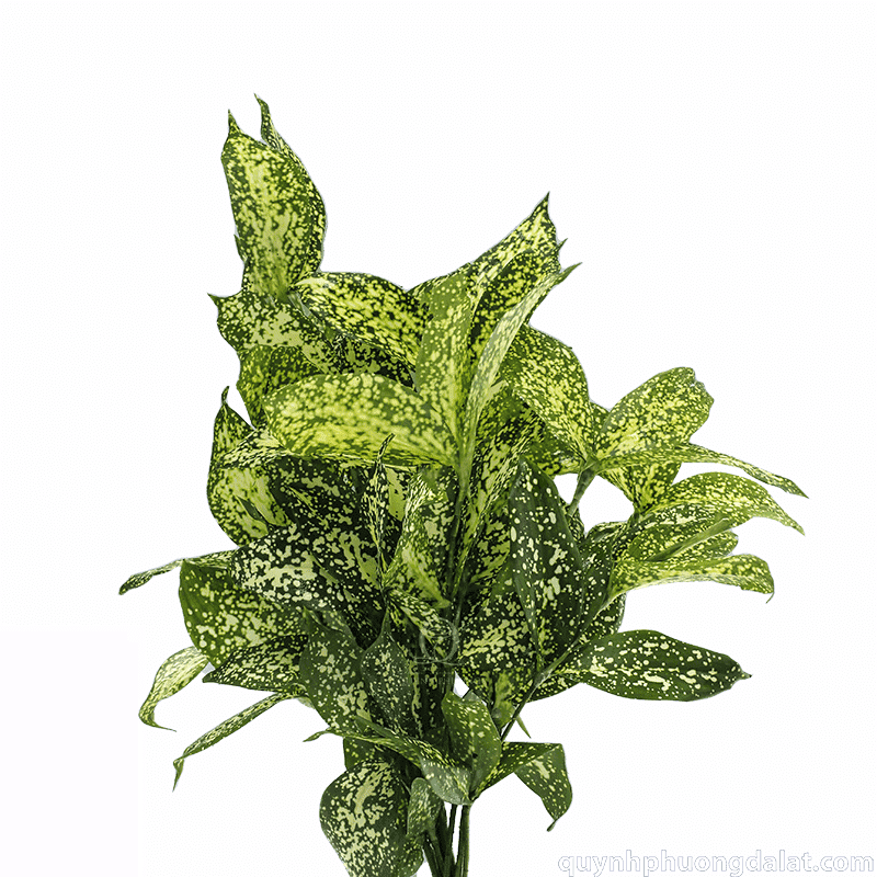 Flower Image