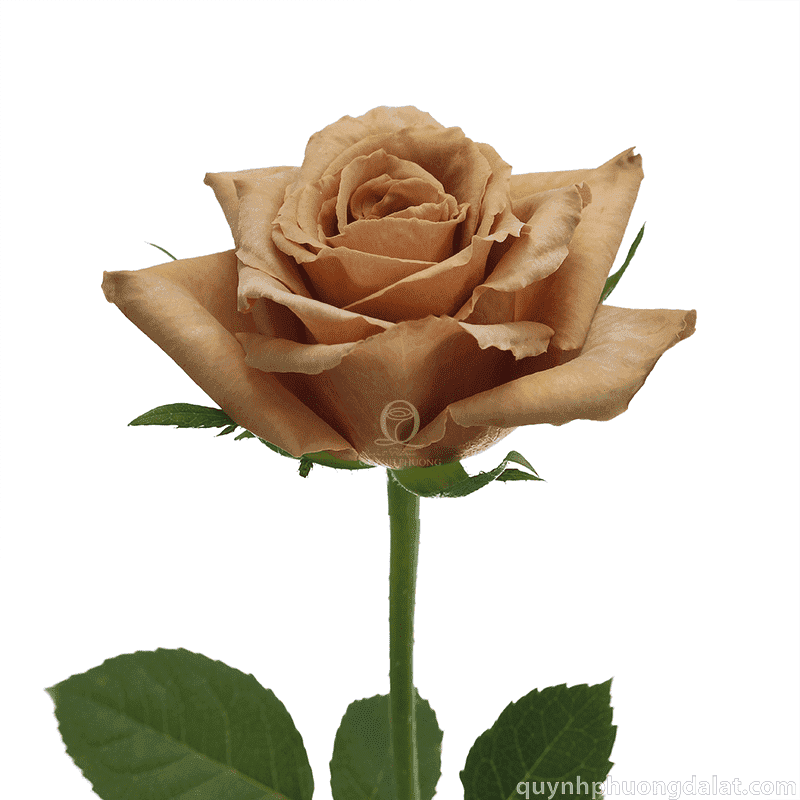 Flower Image