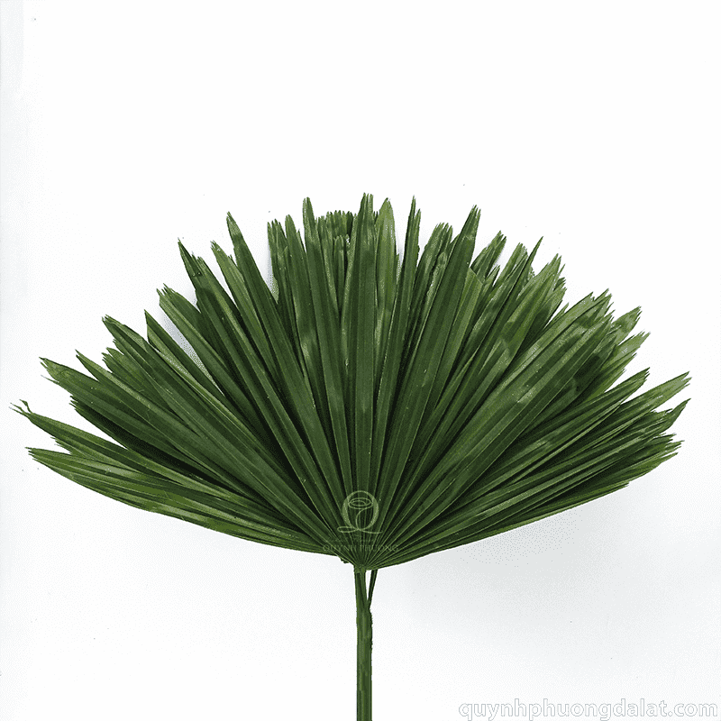 Flower Image