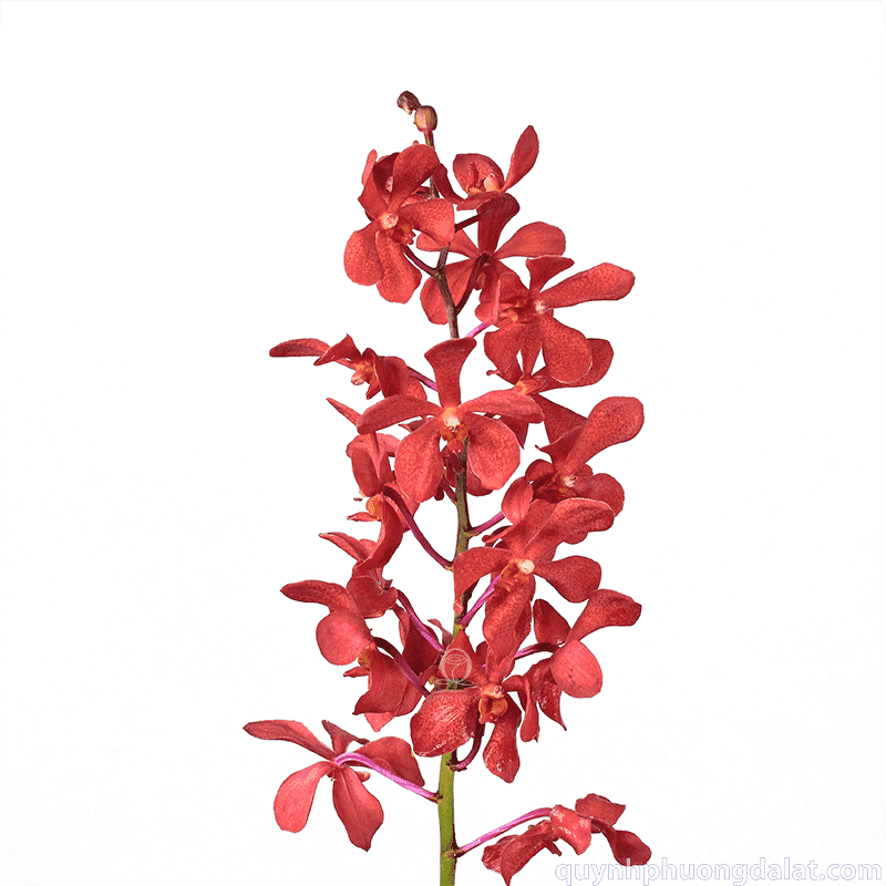 Flower Image