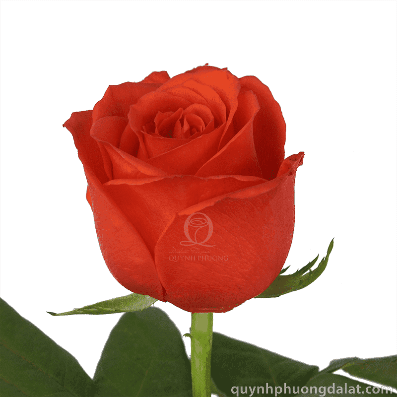 Flower Image