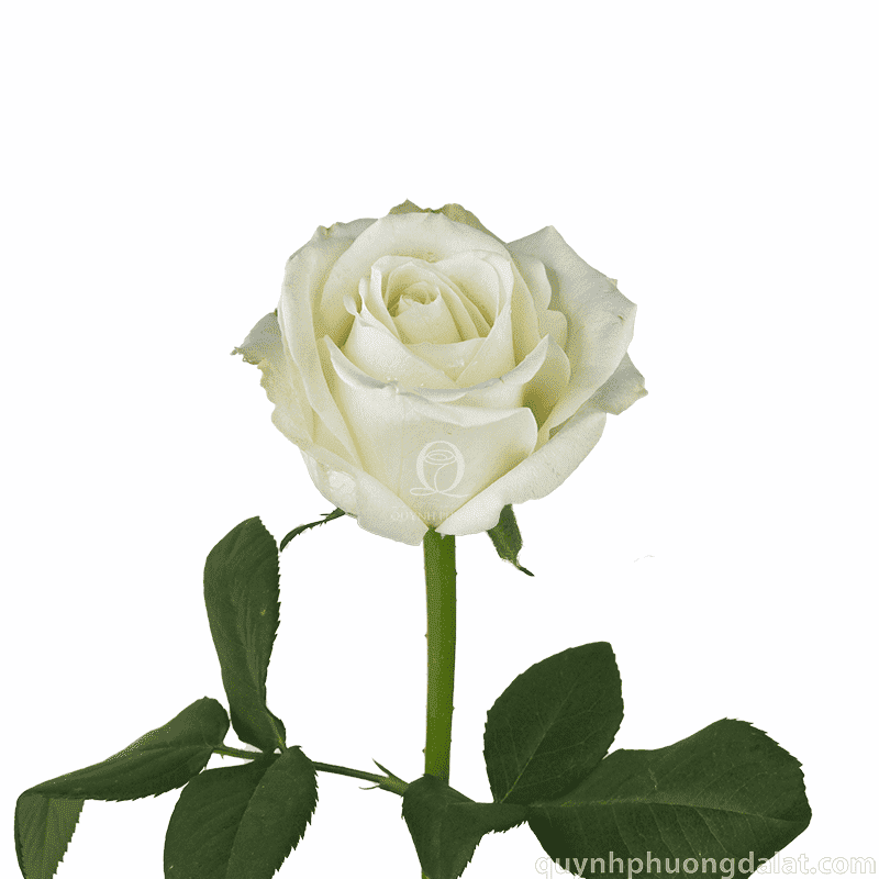 Flower Image