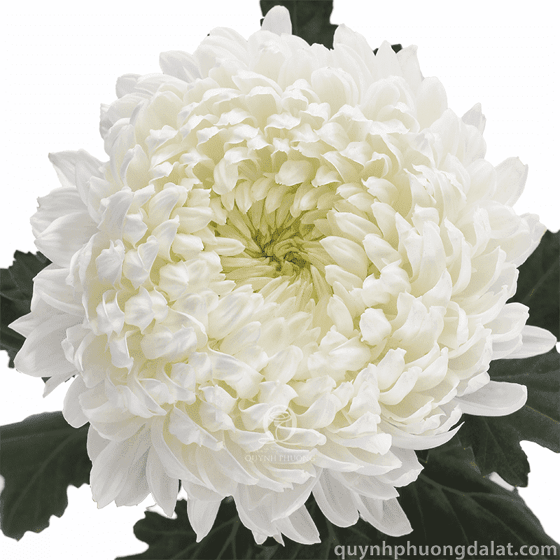 Flower Image