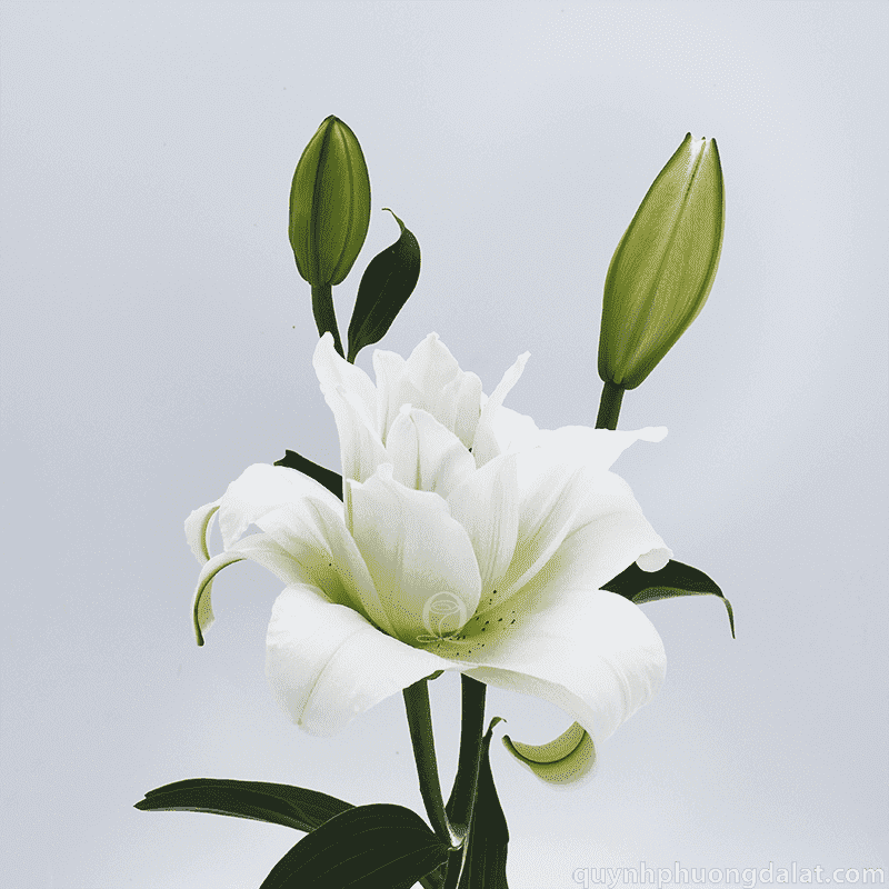 Flower Image