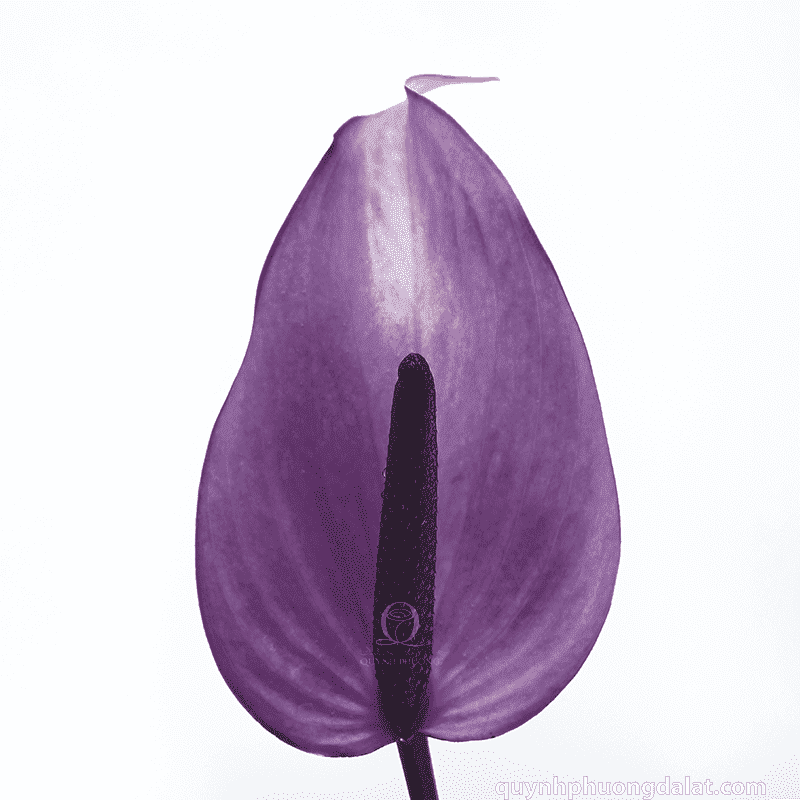 Flower Image