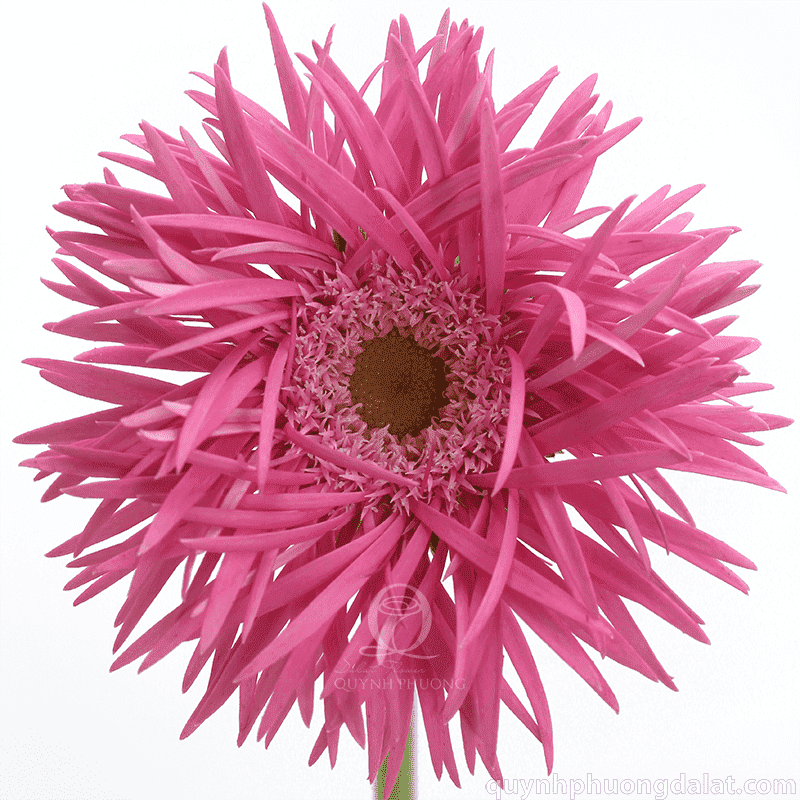 Flower Image