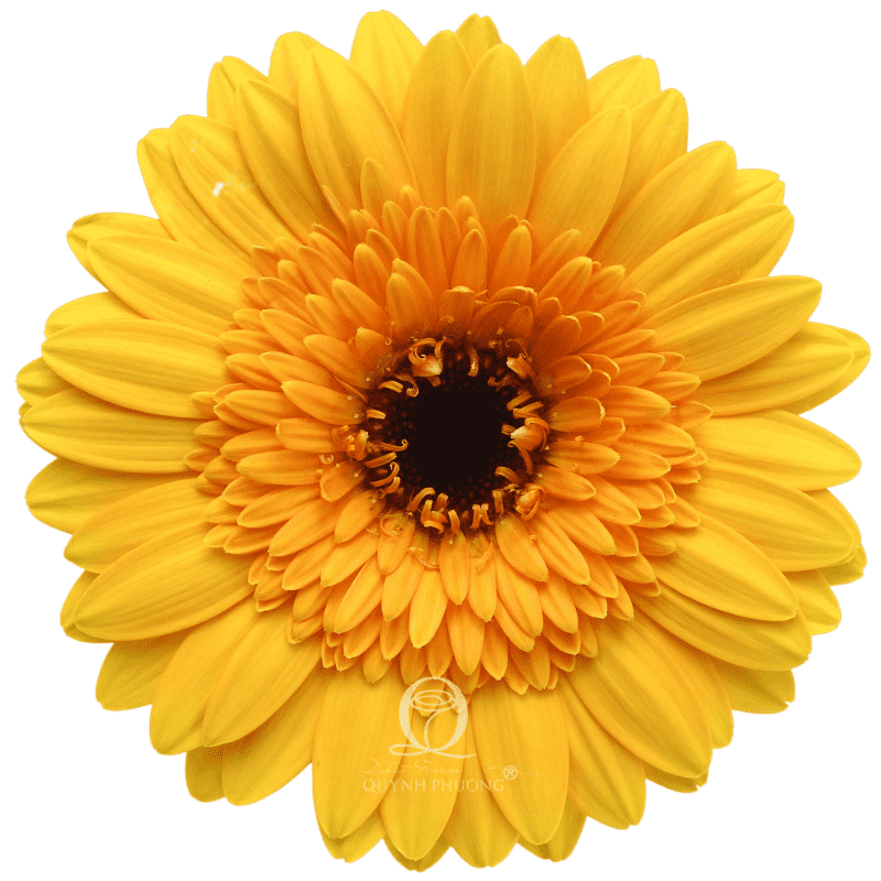Flower Image