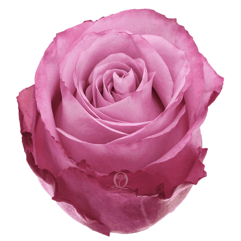 Flower Image