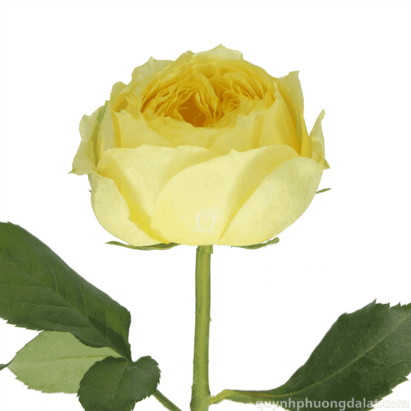 Flower Image